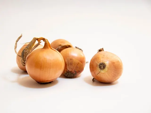 Cebola
